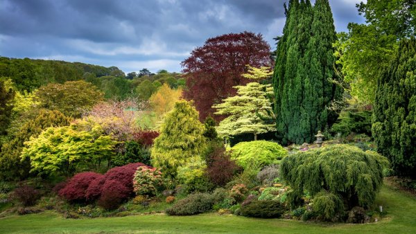 Древесно-кустарниковая растительность