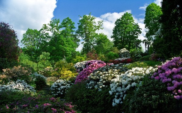 Красивый сад