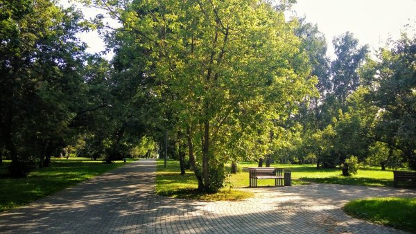 Липовая аллея Липецк Нижний парк