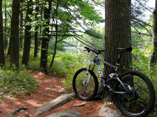 Велосипед в лесу