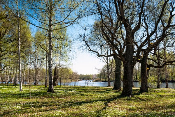 Ранняя Весна в парке