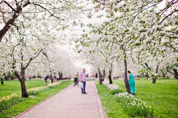 Коломенское музей-заповедник Яблоневый сад