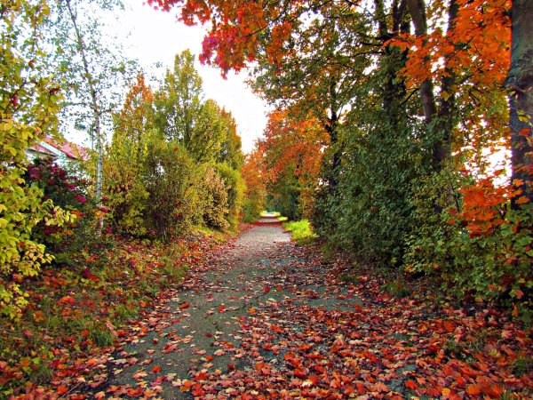 Листопад в парке