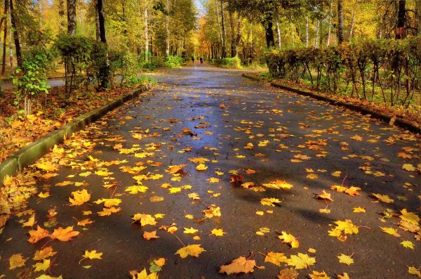 Осень листопад