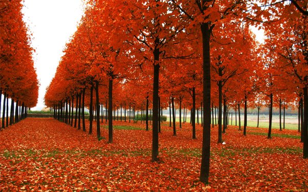 Осеннее дерево