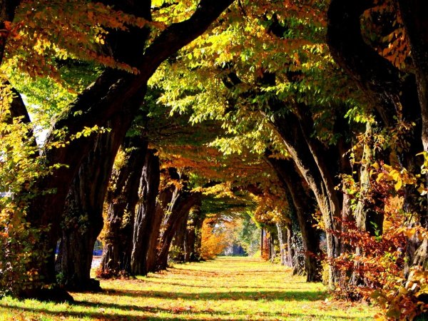 Дубовая аллея осенью