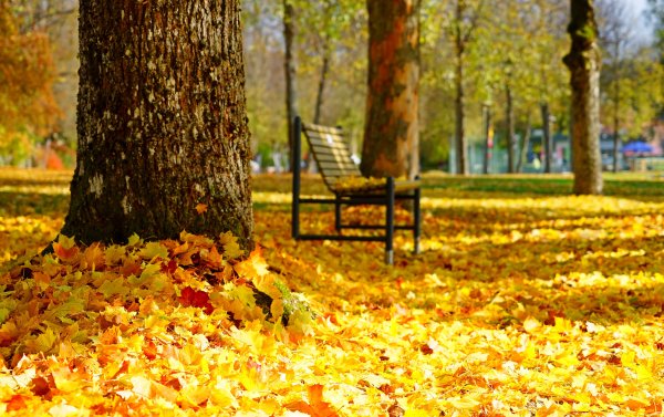 Осень парк