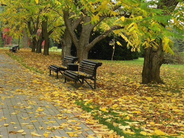 Парк Калинина листопад