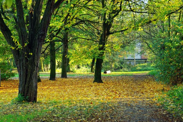 Зеленые деревья в парке