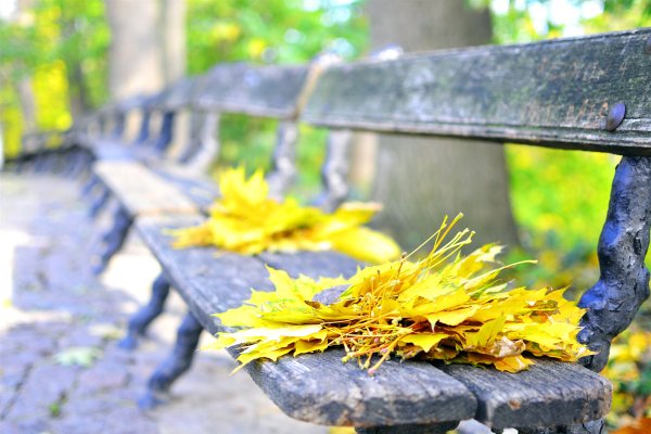 Осенний сад промокшая скамейка