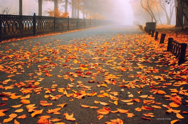 Осенние дорожки