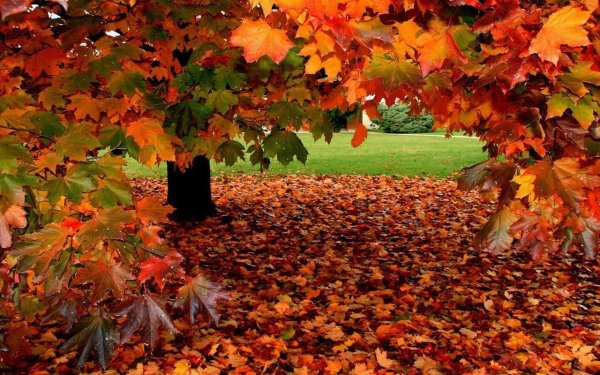 Красивый осенний листопад