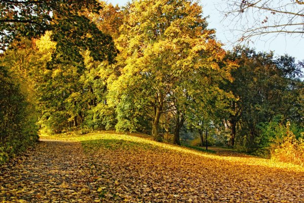 Осень листья парк