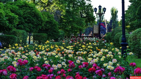 Аллея роз Ростов на Дону