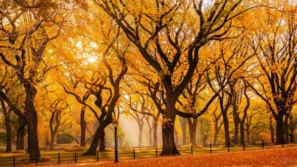 Осень в Нью-Йорке Центральный парк