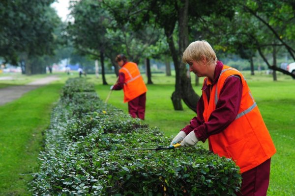 Озеленение города