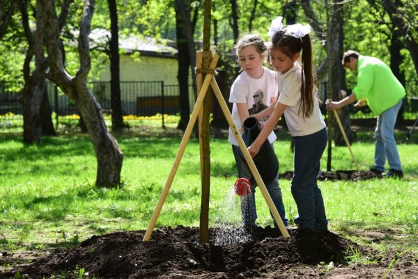 Деревья возле школы