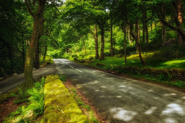 Дорога в парке