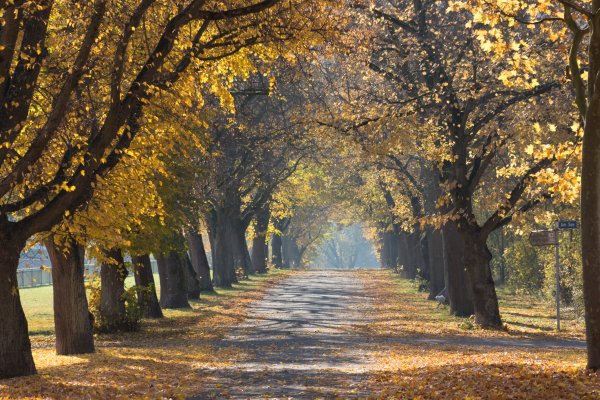 Аллея в парке