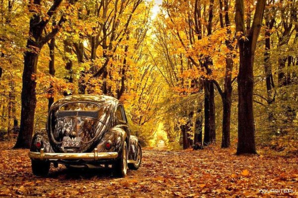 Автомобиль в осеннем лесу