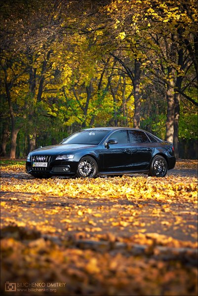 Ауди а6 в лесу