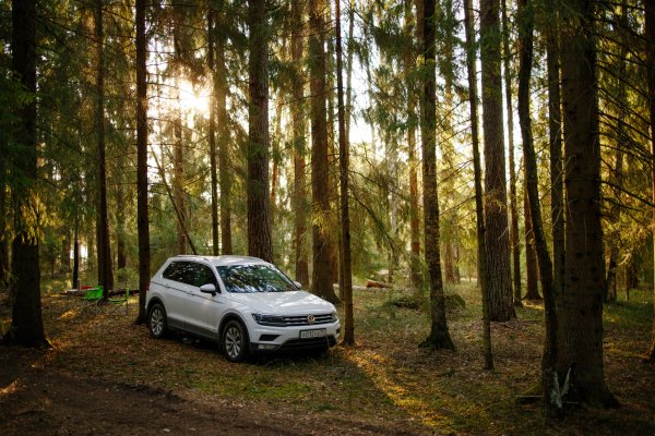 Фольксваген Тигуан белый в лесу
