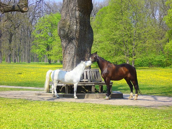 Лошади в парках