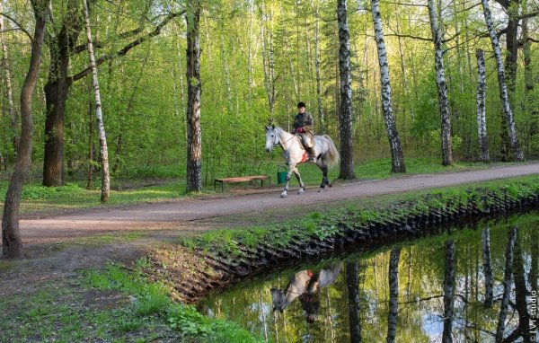 Парк Сокольники лошади