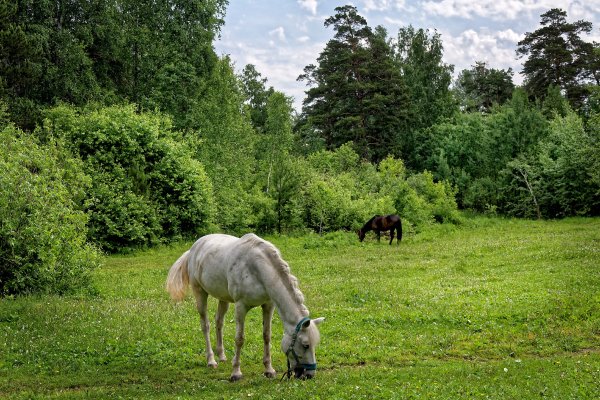Парк лошадей