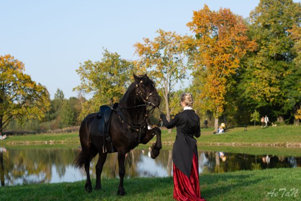 Кони в парке