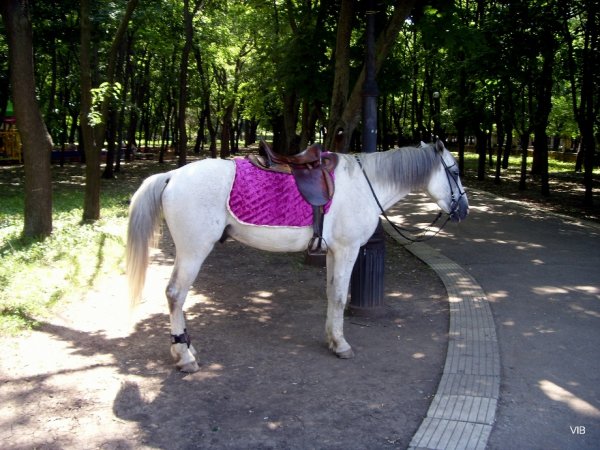 Лошадь в парке