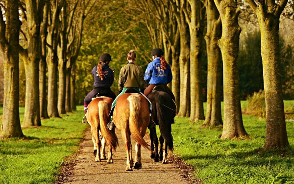 Конная прогулка в парке