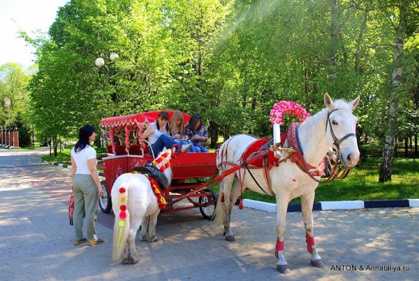 Лошади в парке Победы