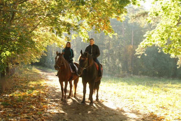 Конные прогулки в лесу