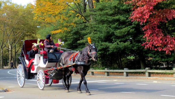 Central Park New York Horse