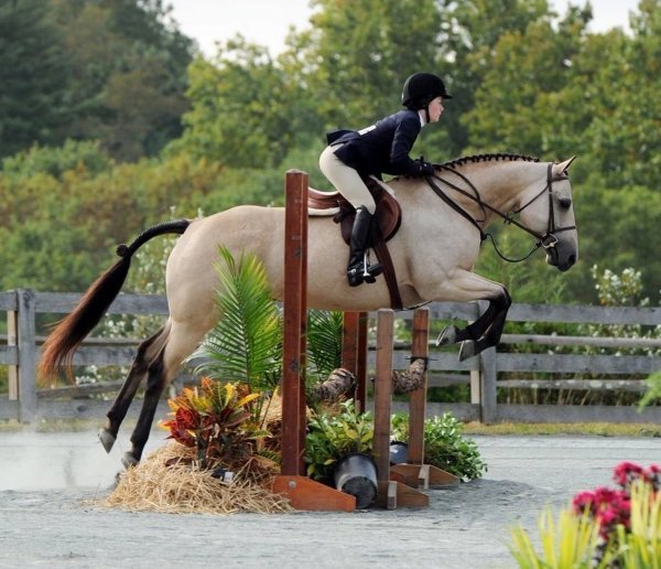 Выездка конный спорт Эстетика