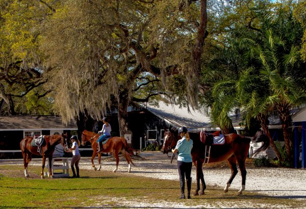 Парк лошадей