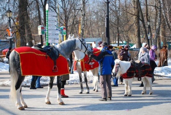 Парк Сокольники лошадки конюшня