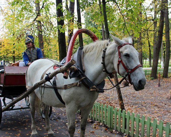 Лошадка в парке