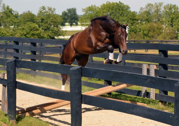 Конный парк Кентукки