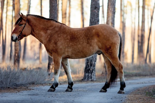 Аборигенная Вятская лошадь