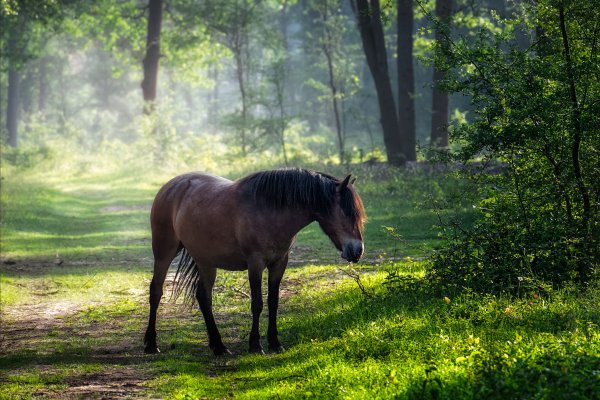 Лошадь в лесу