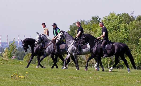 Катание на лошадях группы