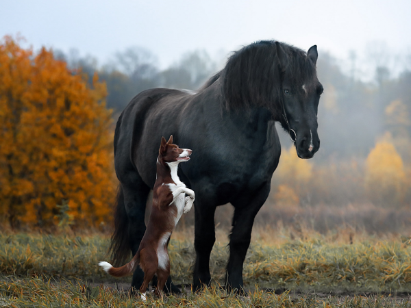 Лошадь и собака