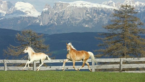 Заставка на рабочий стол лошади