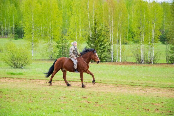 Парк Сокольники катание на лошадях