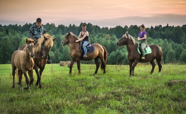 Конный двор Мезенка Кенозерье