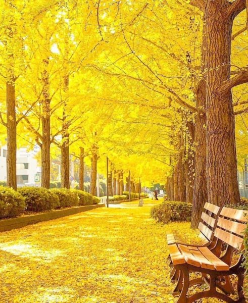 Sunny Landscape in autumn