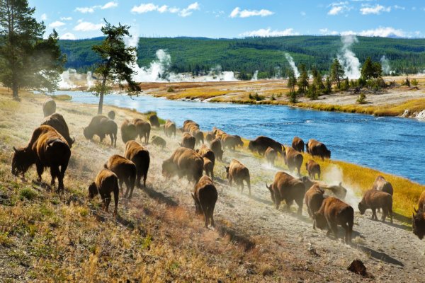 Национальный парк Йеллоустоун -Yellowstone Park