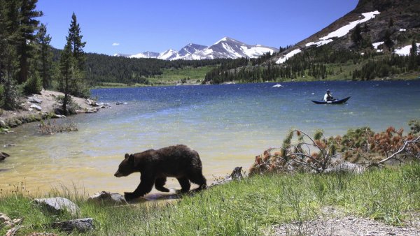 Йосемити национальный парк животные